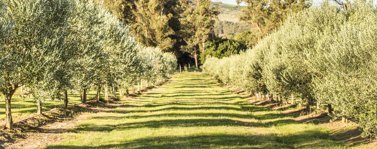Camino De Olivos